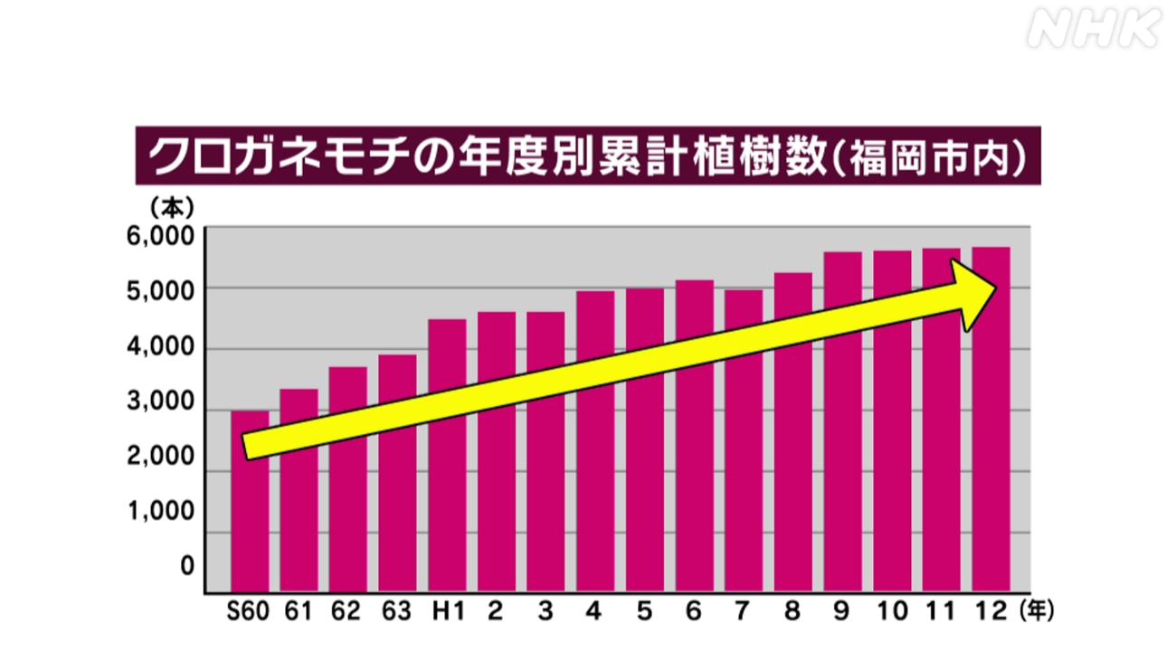 クロガネモチの年度別累計植樹数（福岡市内）