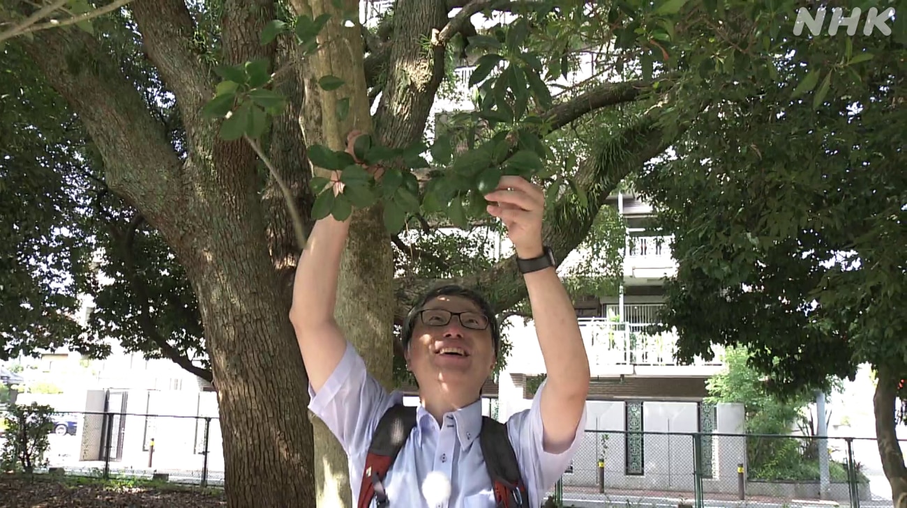 クロガネモチの木を触る九州大学大学院農学研究員准教授（昆虫学）紙谷聡志さん
