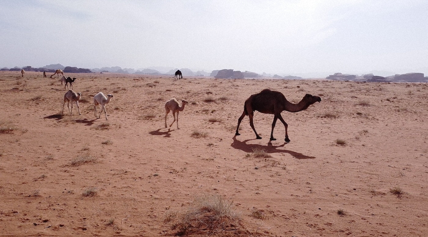 ヒスマ砂漠を歩くラクダの群れ