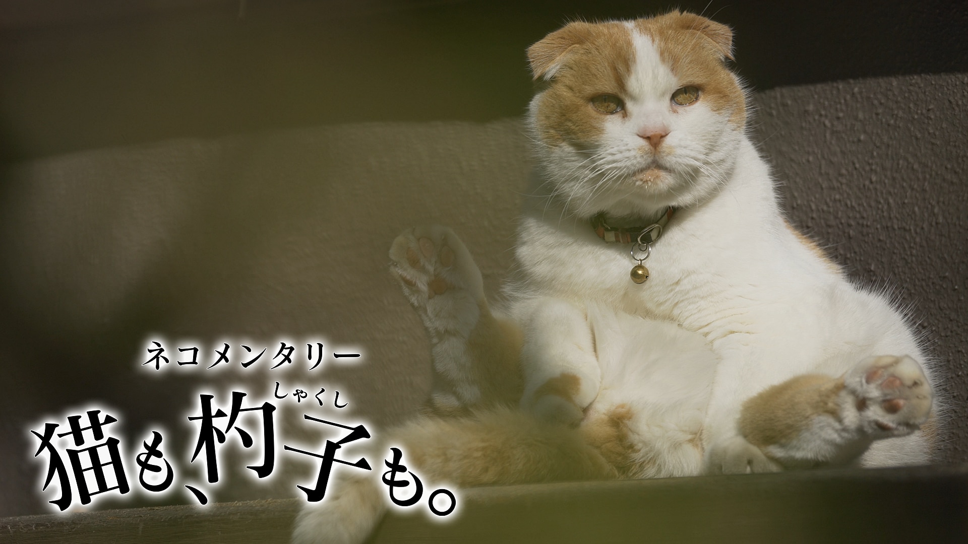ネコメンタリー 猫も、杓子(しゃくし)も。 - NHK